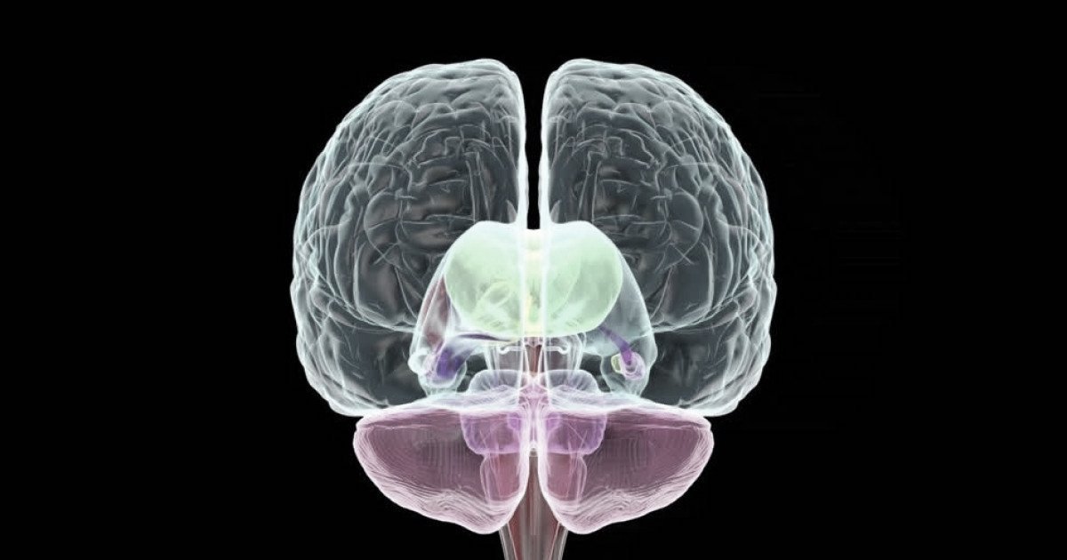 El Hemisferio Derecho Del Cerebro Y El Pensamiento Sint Tico Divergente