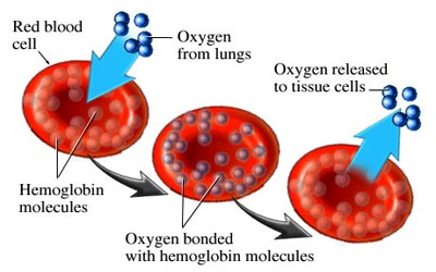 hemoglobina